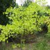 Ginkgo biloba (Ginko dvojlaločné) –  kont. C30L, výška 140-160 cm - SAMEC